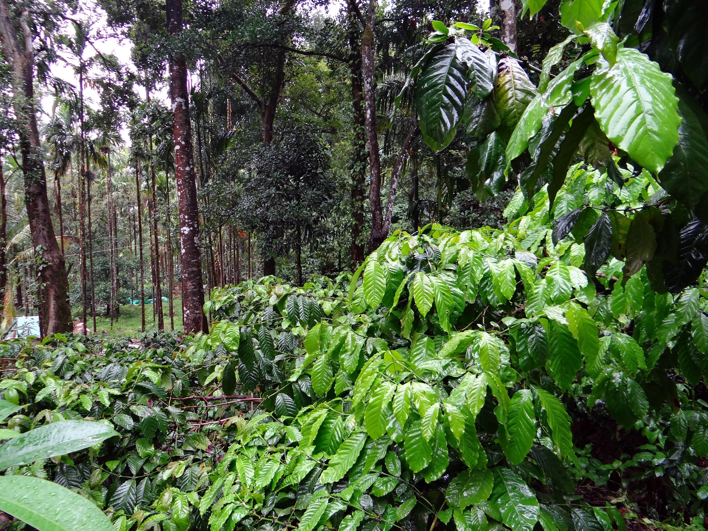 coffee-plantation-345367